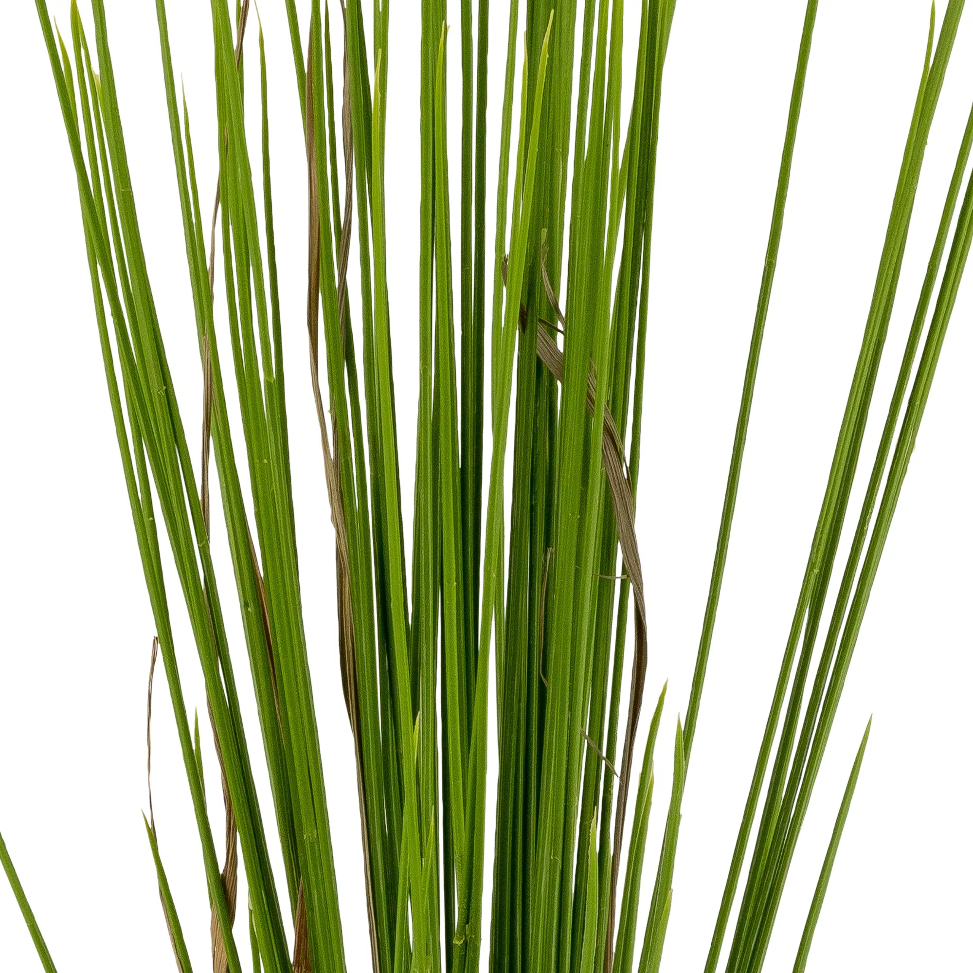 23” Royal Grass- UV Protected    GS1022UV