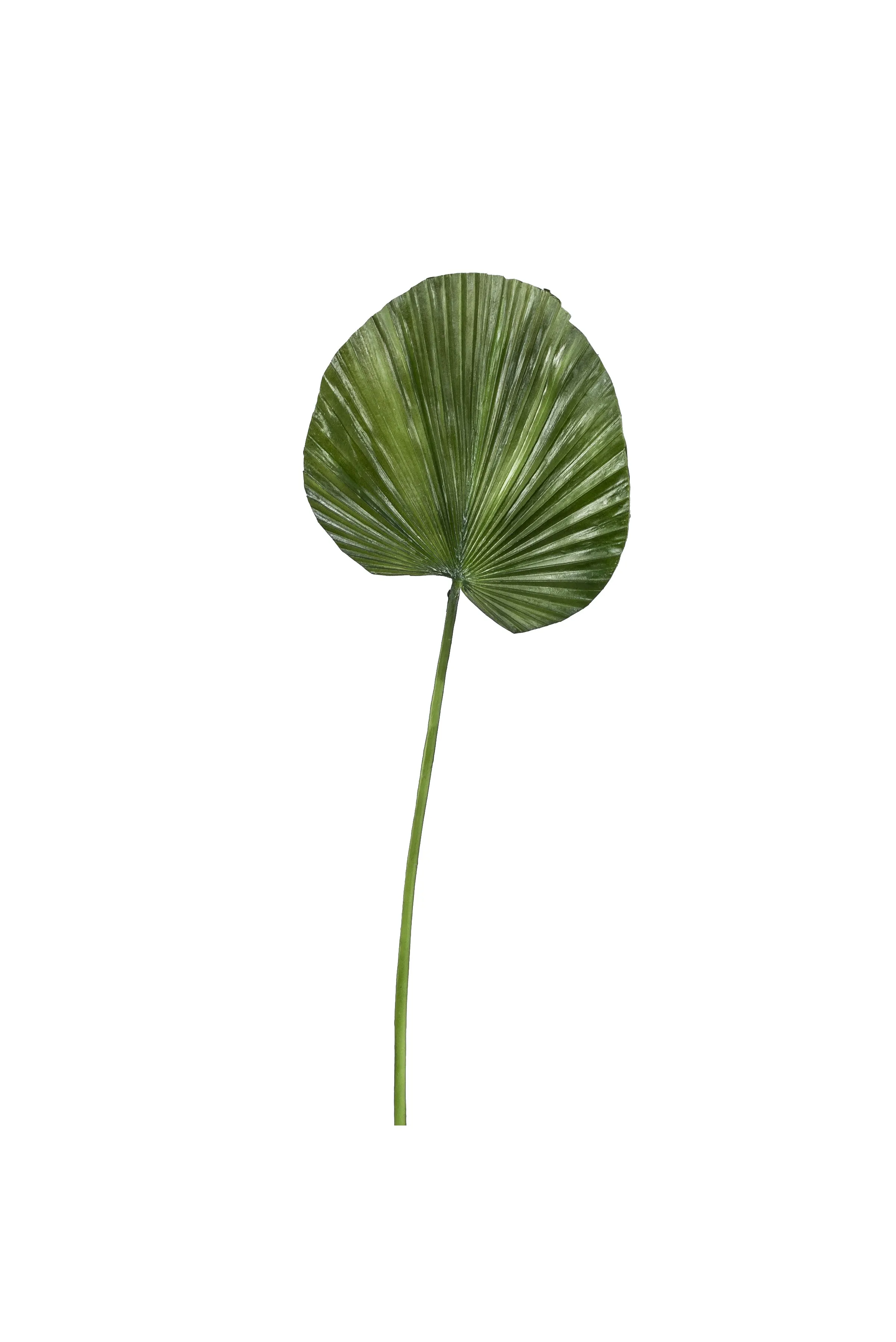 31" Small Fan Palm Leaf   ST1035