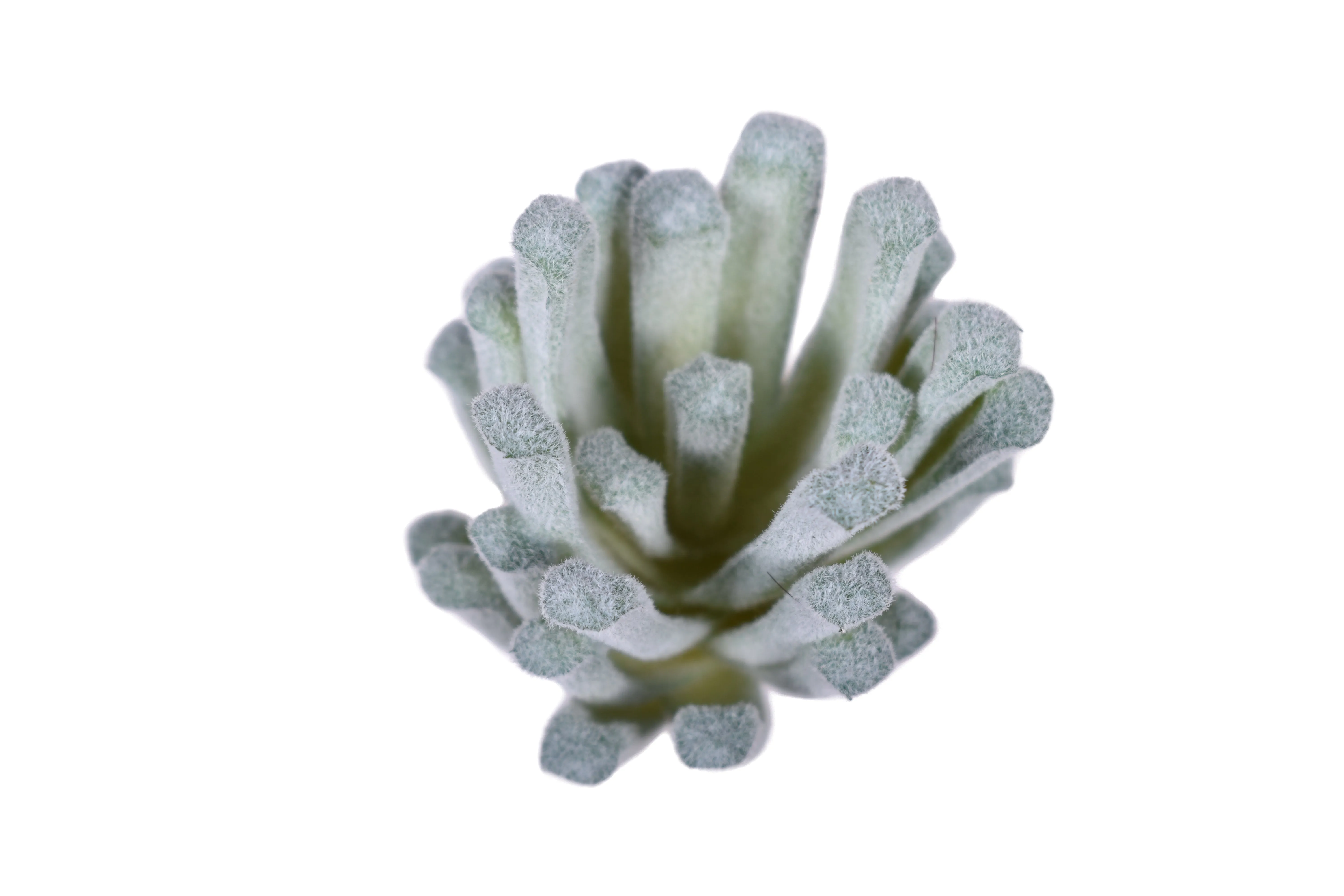 5" UV Protected Succulent Pick   SU1073UV