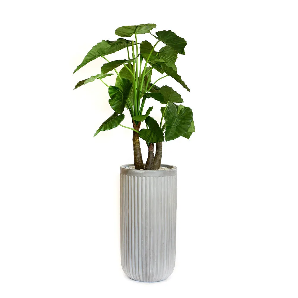 Elephant Ear Plant in Gray Planter • 2 Sizes