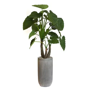 Elephant Ear Plant in Gray Planter • 2 Sizes