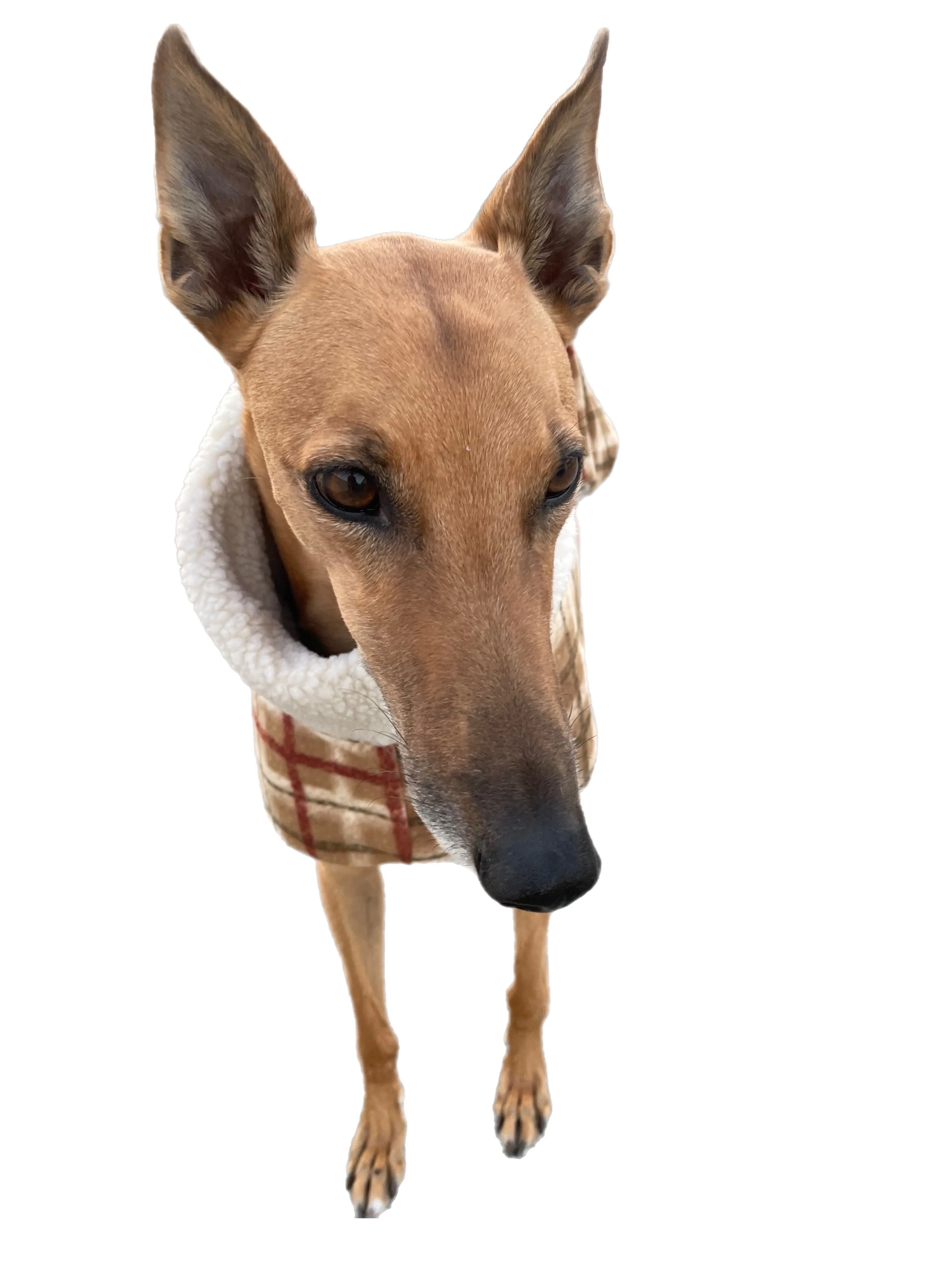 Tan Lumberjack Greyhound coat in deluxe style rug flanno check polar fleece washable extra wide neck